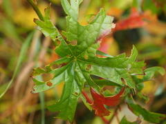 Sidalcea hendersonii