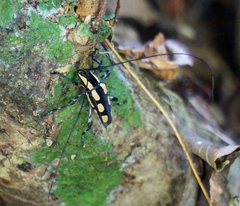 Colobothea cassandra