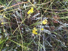 Helichrysum anomalum