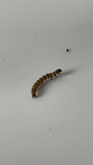 Uresiphita reversalis