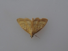 Crocidophora tuberculalis