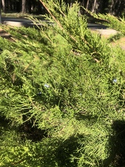 Juniperus