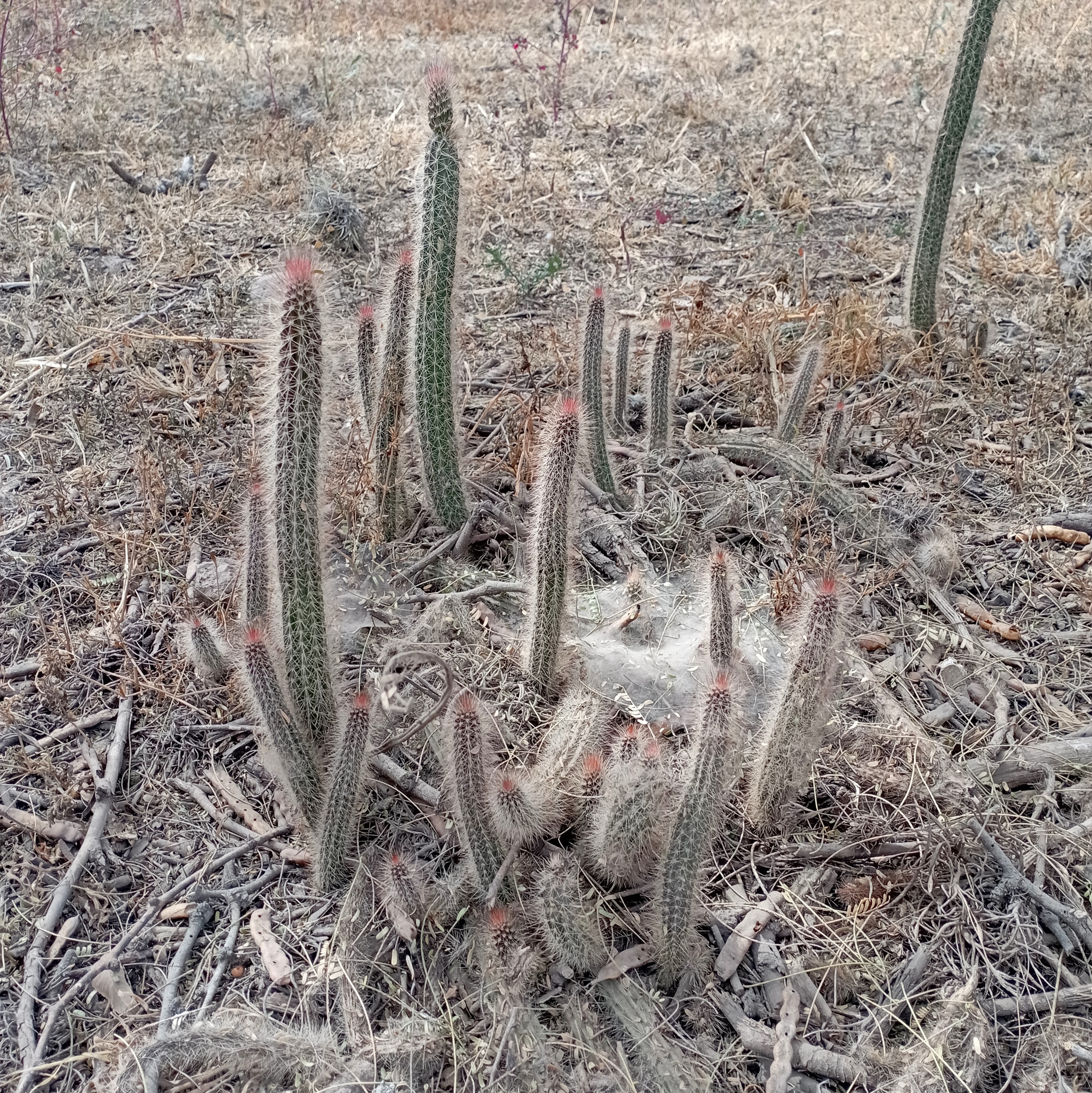 Peniocereus serpentinus