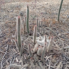 Nyctocereus serpentinus