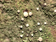 Bacidina delicata