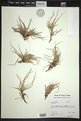 Carex tonsa tonsa