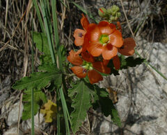 Sphaeralcea fendleri