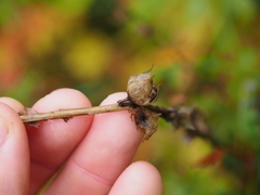 Sidalcea hendersonii