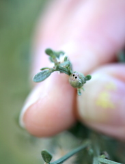 Rhopalomyia californica