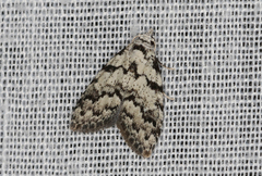 Nola melanogramma