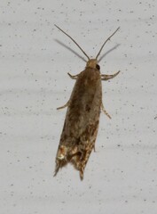 Epinotia solicitana