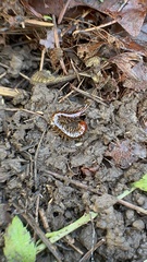 Scolopocryptops spinicaudus