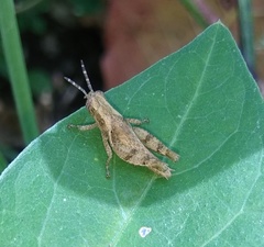 Acrididae