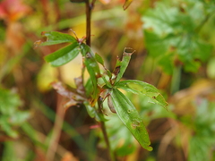 Sidalcea hendersonii