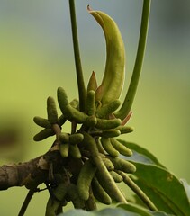 Cecropia peltata