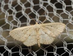 Scopula hypochra