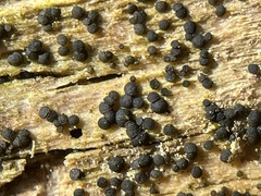 Rosellinia