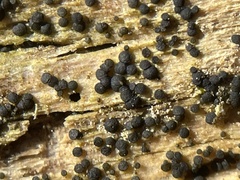Rosellinia