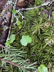 Cardamine nuttallii