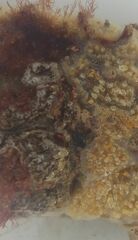Botryllus