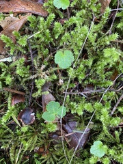 Cardamine nuttallii