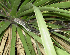 Masticophis taeniatus taeniatus