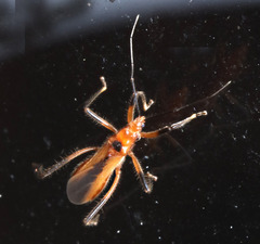 Micropolytoxus hackeri