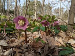Helleborus orientalis