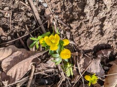 Eranthis hyemalis