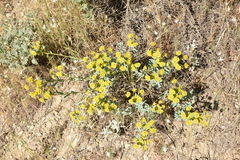 Euphorbia cheiradenia