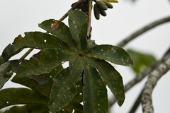 Cecropia peltata