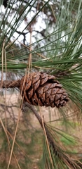 Pinus ponderosa