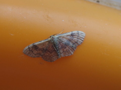 Leptostales ferruminaria