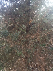 Cupressaceae