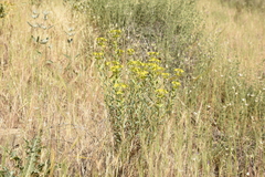 Euphorbia cheiradenia