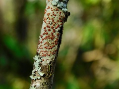 Ramboldia russula