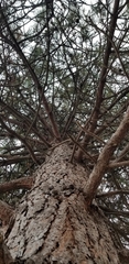Pinus ponderosa