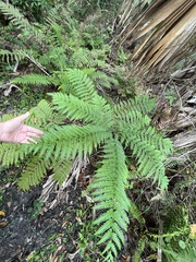 Pteris tripartita
