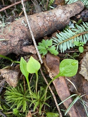 Claytonia sibirica