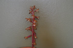 Corallorhiza maculata occidentalis