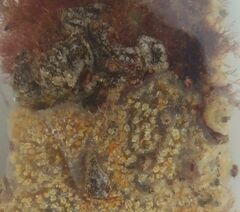 Botryllus