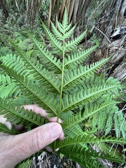 Pteris tripartita