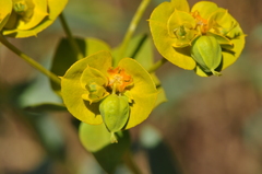 Euphorbia cheiradenia