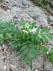 Solanum chacoense