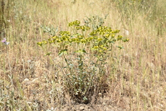 Euphorbia cheiradenia
