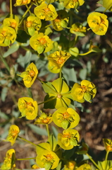Euphorbia cheiradenia
