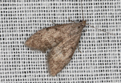 Nola pleurosema