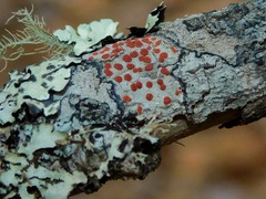 Ramboldia russula
