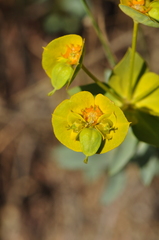 Euphorbia cheiradenia