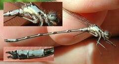 Chromagrion conditum